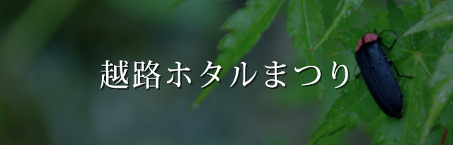 朝日酒造_環境活動_越路ホタルまつり