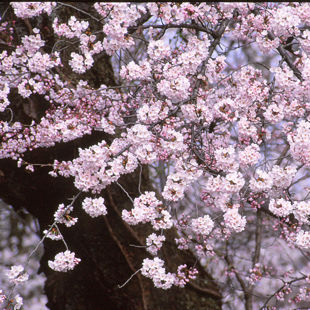 越州 桜日和